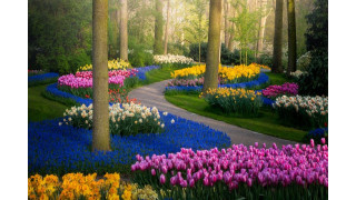 Say đắm với cảnh sắc vườn hoa đẹp nhất Hà Lan